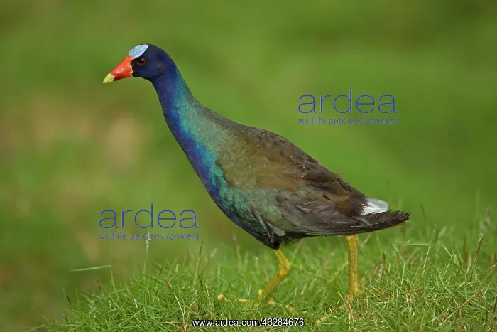 : 80187015 Purple Gallinule Costa Rica Porphyrio martinicus : 80187015 Purple Gallinule Costa Rica Porphyrio martinicus