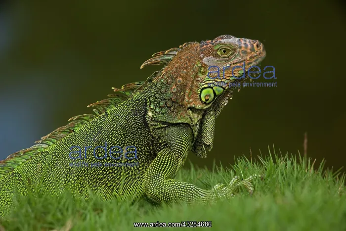 : 80187016 Green Iguana Costa Rica Iguana iguana : 80187016 Green Iguana Costa Rica Iguana iguana