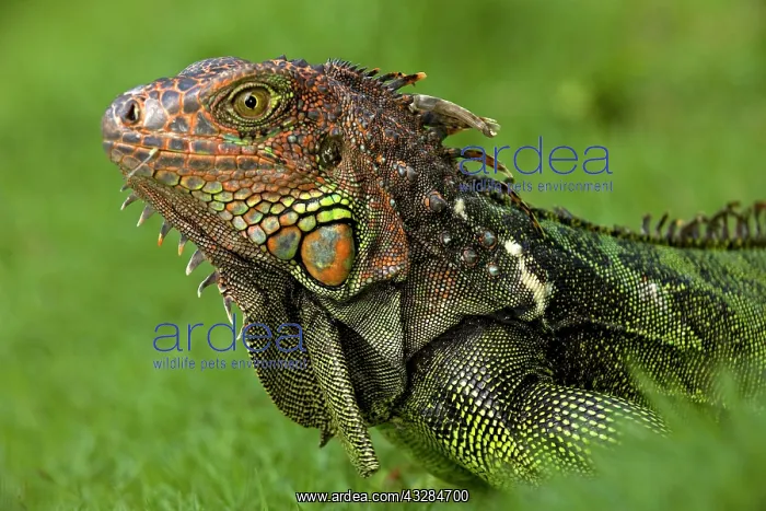 : 80187017 Green Iguana Costa Rica Iguana iguana John : 80187017 Green Iguana Costa Rica Iguana iguana John
