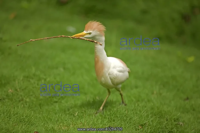 : 80187018 Cattle Egret - bringing nesting material : 80187018 Cattle Egret - bringing nesting material