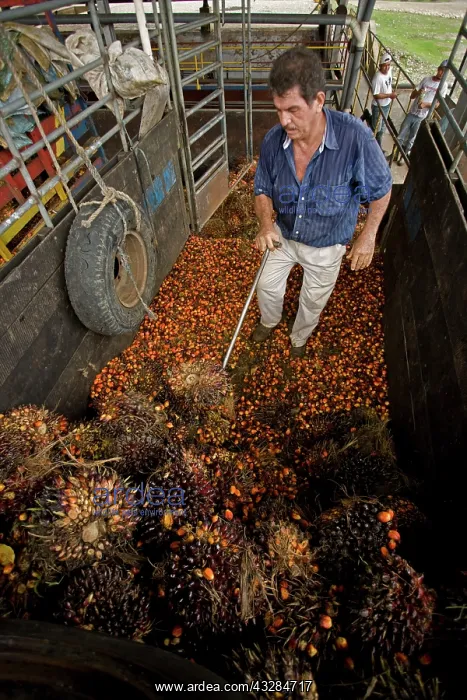 : 80187019 Palm Fruits - Harvesting palm fruits for : 80187019 Palm Fruits - Harvesting palm fruits for