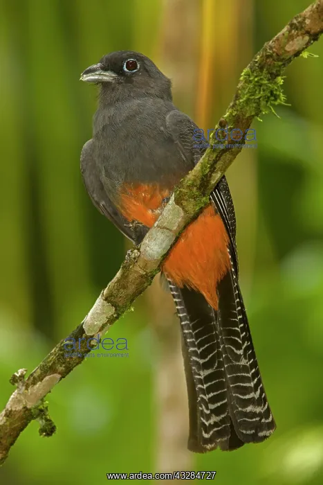 : 80187020 Baird's Trogon - female - tropical rainforest : 80187020 Baird's Trogon - female - tropical rainforest