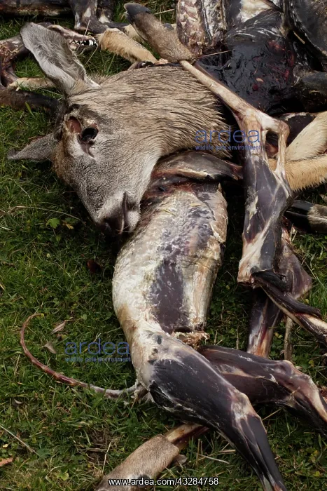 : 80187023 Hunting - Carcasses dumped by hunters-trappers : 80187023 Hunting - Carcasses dumped by hunters-trappers