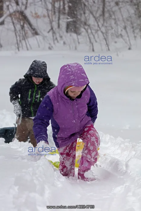 : 80187025 Snow - Children sledging - Winter storm : 80187025 Snow - Children sledging - Winter storm