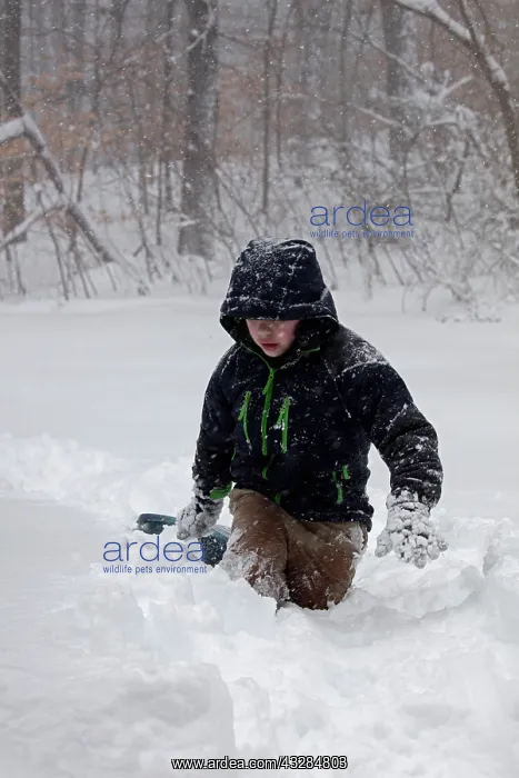 : 80187026 Snow - Children sledging - Winter storm : 80187026 Snow - Children sledging - Winter storm