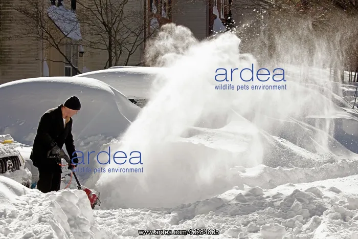 : 80187028 Snow - man clearing snow with snow shovel : 80187028 Snow - man clearing snow with snow shovel