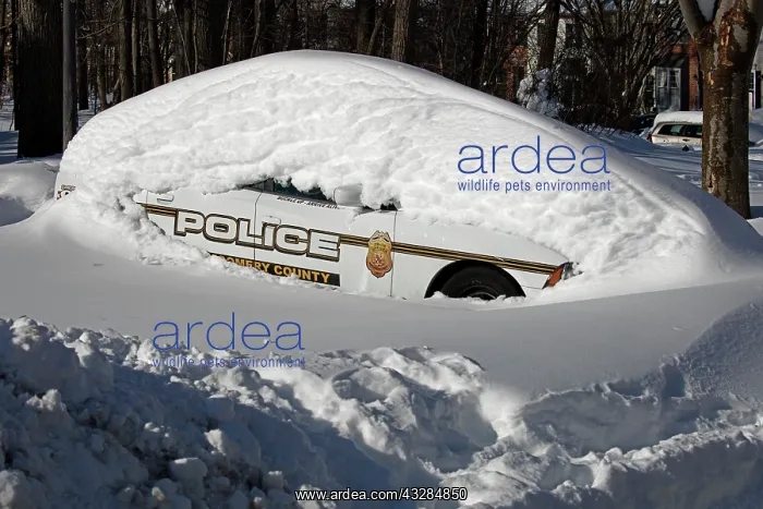: 80187029 Snow - police car buried in snow - Winter : 80187029 Snow - police car buried in snow - Winter