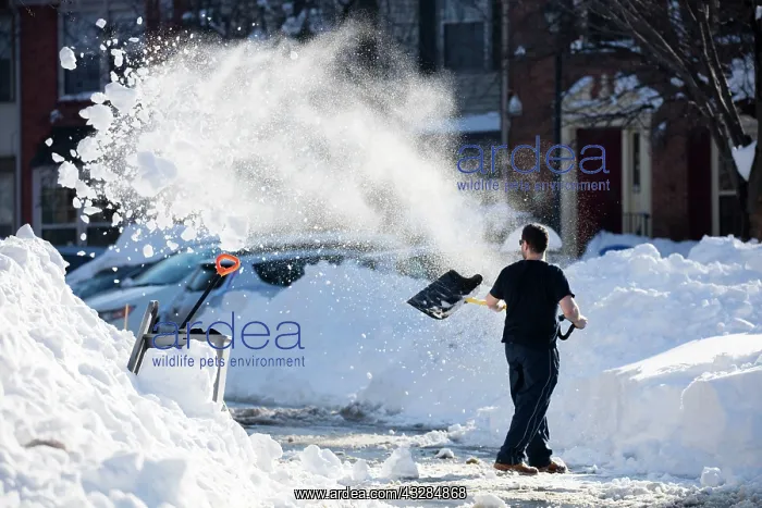 : 80187030 Snow - man clearing snow with snow shovel : 80187030 Snow - man clearing snow with snow shovel