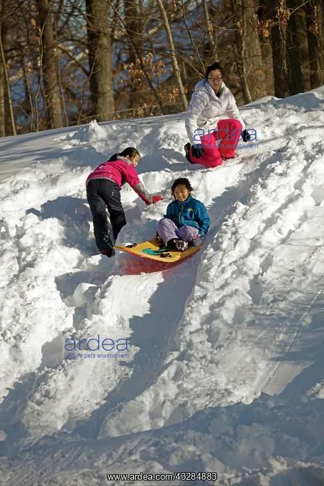 : 80187031 Snow - Children sledging - Winter storm : 80187031 Snow - Children sledging - Winter storm