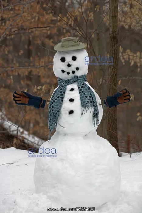 : 80187034 Snow - snowman - Winter storm Jonas, Snowzilla : 80187034 Snow - snowman - Winter storm Jonas, Snowzilla