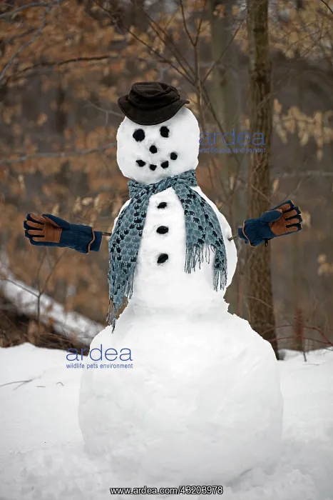 : 80187035 Snow - snowman - Winter storm Jonas, Snowzilla : 80187035 Snow - snowman - Winter storm Jonas, Snowzilla
