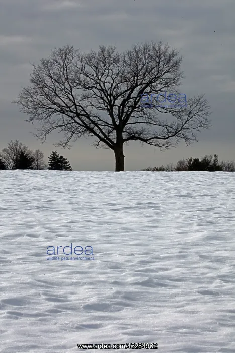 : 80187036 Snow - Winter storm Jonas, Snowzilla, January : 80187036 Snow - Winter storm Jonas, Snowzilla, January