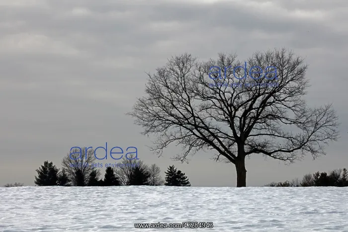 : 80187037 Snow - Winter storm Jonas, Snowzilla, January : 80187037 Snow - Winter storm Jonas, Snowzilla, January
