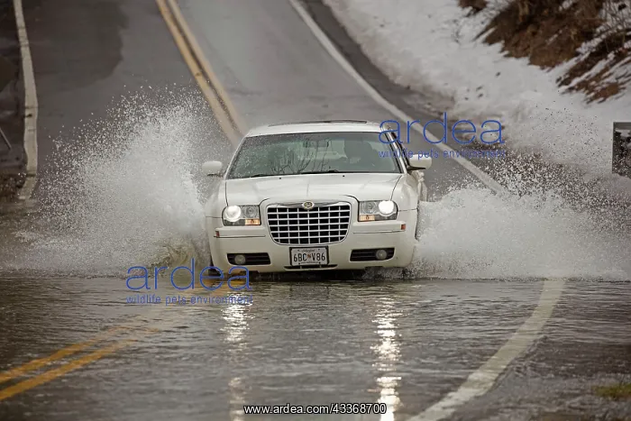 : 80187039 Flooding - car driving after Jonas snow : 80187039 Flooding - car driving after Jonas snow