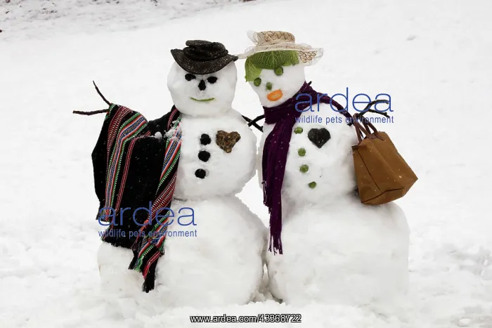 : 80187041 Snowman - Snow couple - Washington DC area : 80187041 Snowman - Snow couple - Washington DC area