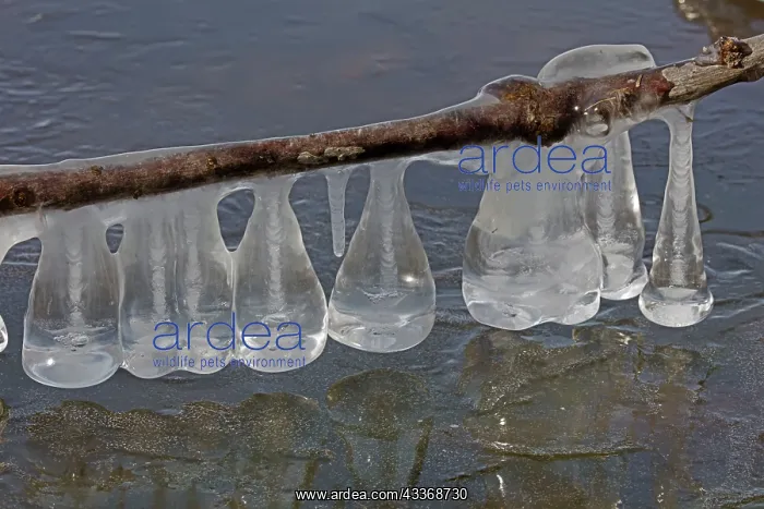 : 80187042 Icicles - on lake Montgomery county Maryland : 80187042 Icicles - on lake Montgomery county Maryland