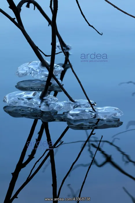 : 80187043 Icicles - on lake Montgomery county Maryland : 80187043 Icicles - on lake Montgomery county Maryland