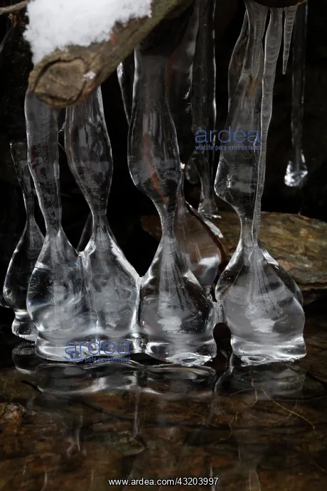 : 80187044 Icicles - on lake Montgomery county Maryland : 80187044 Icicles - on lake Montgomery county Maryland