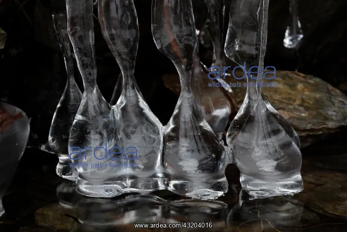: 80187045 Icicles - on lake Montgomery county Maryland : 80187045 Icicles - on lake Montgomery county Maryland