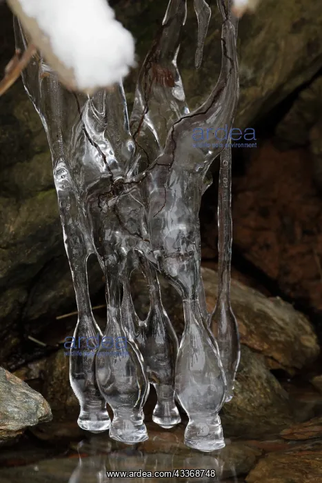 : 80187046 Icicles - on lake Montgomery county Maryland : 80187046 Icicles - on lake Montgomery county Maryland