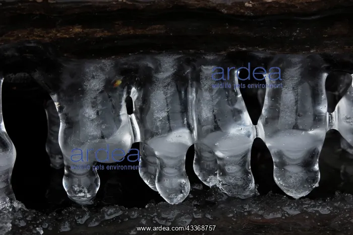 : 80187047 Icicles - on lake Montgomery county Maryland : 80187047 Icicles - on lake Montgomery county Maryland