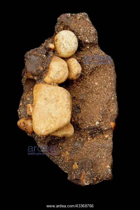 : 80187048 Conglomerate - ironstone cement Delaware : 80187048 Conglomerate - ironstone cement Delaware