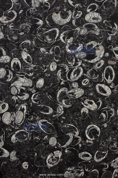 : 80187049 Fossiliferous limestone USA John Cancalosi : 80187049 Fossiliferous limestone USA John Cancalosi