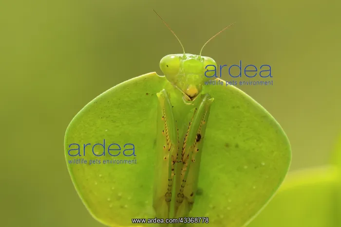  : 80187050 Hooded Mantis Costa Rica Choeradodis spp