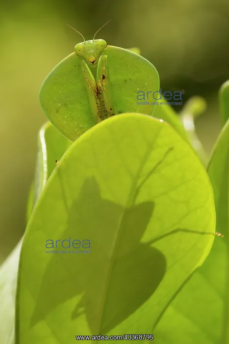 : 80187051 Hooded Mantis Costa Rica Choeradodis spp : 80187051 Hooded Mantis Costa Rica Choeradodis spp