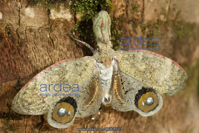 : 80187053 Lantern fly - Machaca - Tropical dry forest : 80187053 Lantern fly - Machaca - Tropical dry forest