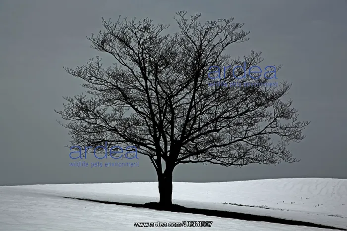 : 80187054 Tree - in snow - winter storm Jonas, Snowzilla : 80187054 Tree - in snow - winter storm Jonas, Snowzilla