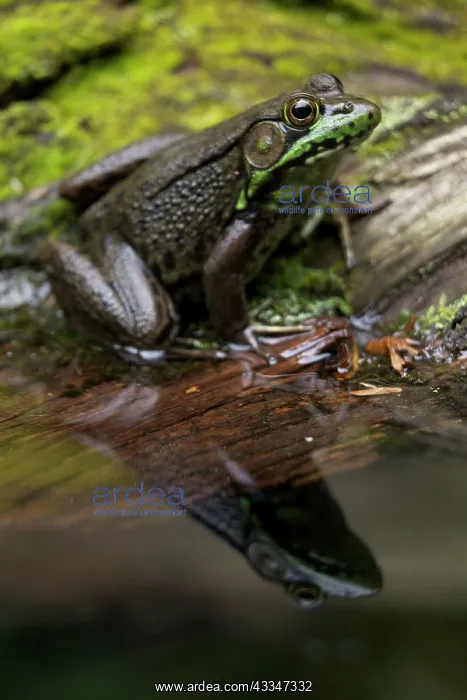 : 80187055 Green Frog New York State, USA Lithobates : 80187055 Green Frog New York State, USA Lithobates