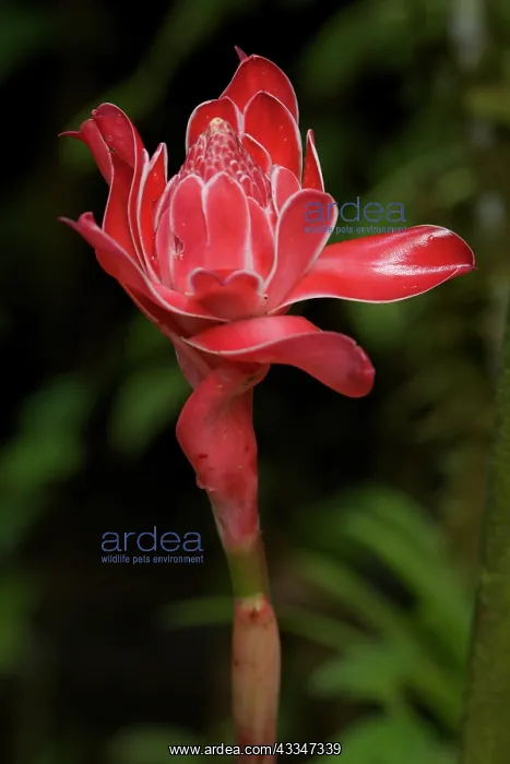 : 80187056 Torch Ginger Flower Costa Rica Etlingera : 80187056 Torch Ginger Flower Costa Rica Etlingera