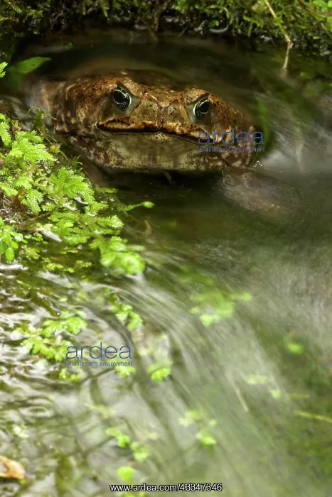 : 80187057 Marine Toad - tropical rainforest Costa : 80187057 Marine Toad - tropical rainforest Costa