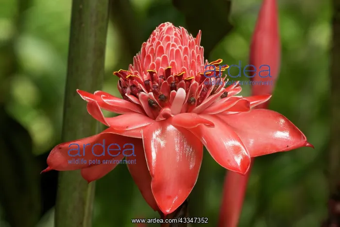  : 80187058 Torch Ginger Flower Costa Rica Etlingera