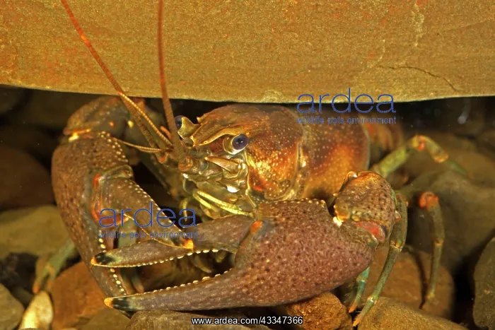 : 80187059 Crayfish - probably Procambarus acutus : 80187059 Crayfish - probably Procambarus acutus