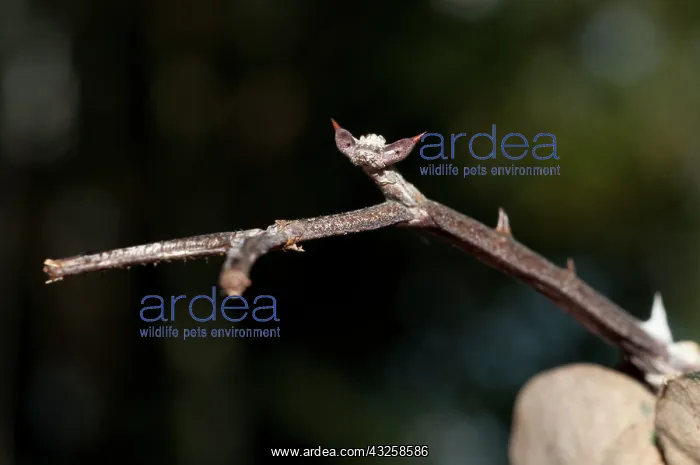  : 80187061 Praying Mantis - camouflaged as a stick