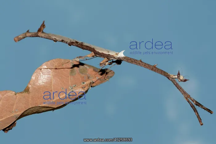 : 80187062 Praying Mantis - camouflaged as a stick : 80187062 Praying Mantis - camouflaged as a stick