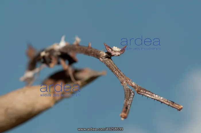 : 80187063 Praying Mantis - camouflaged as a stick : 80187063 Praying Mantis - camouflaged as a stick