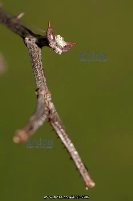  : 80187064 Praying Mantis - detail of head and forelegs