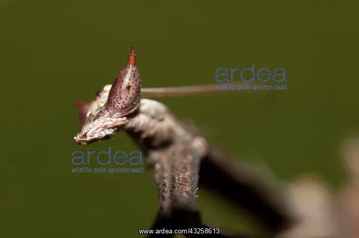 : 80187065 Praying Mantis - detail of head Klungkung : 80187065 Praying Mantis - detail of head Klungkung