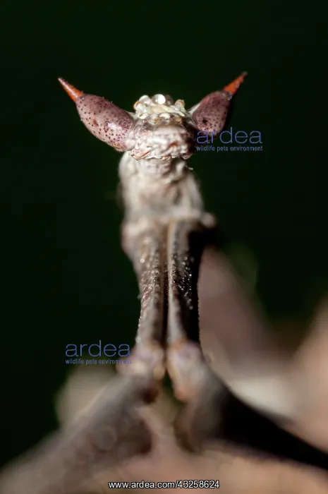 : 80187067 Praying Mantis - detail of head Klungkung : 80187067 Praying Mantis - detail of head Klungkung