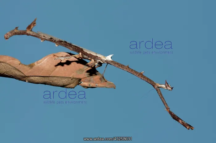  : 80187068 Praying Mantis - camouflaged as a stick