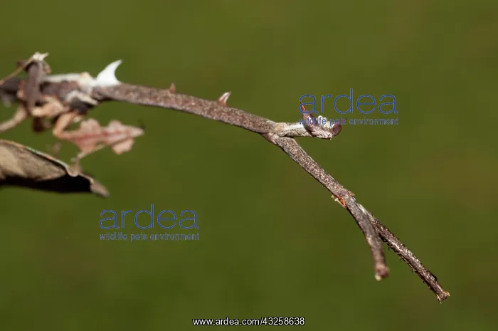 : 80187069 Praying Mantis - camouflaged as a stick : 80187069 Praying Mantis - camouflaged as a stick