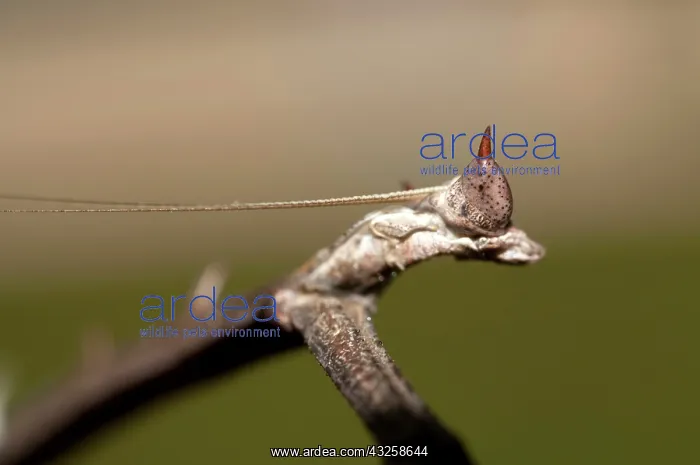 : 80187070 Praying Mantis - detail of head Klungkung : 80187070 Praying Mantis - detail of head Klungkung