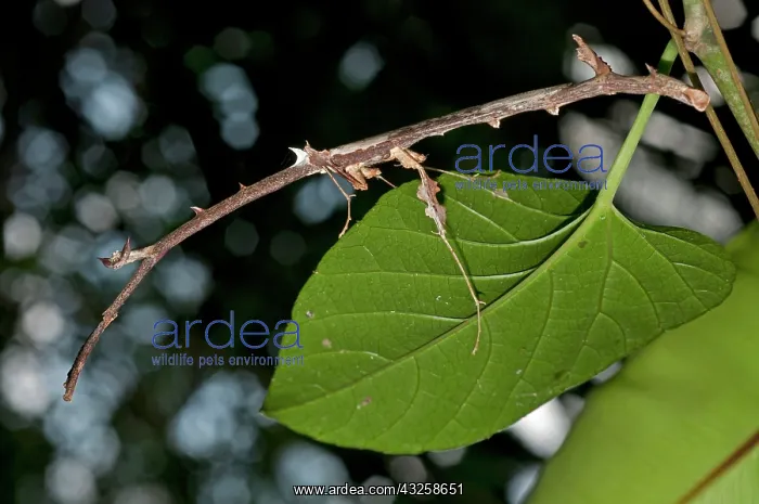  : 80187071 Praying Mantis - camouflaged as a stick