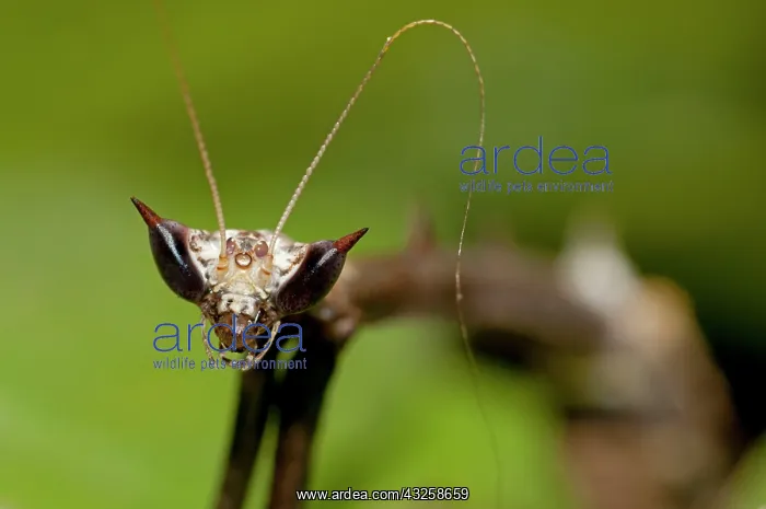 : 80187072 Praying Mantis - detail of head Klungkung : 80187072 Praying Mantis - detail of head Klungkung