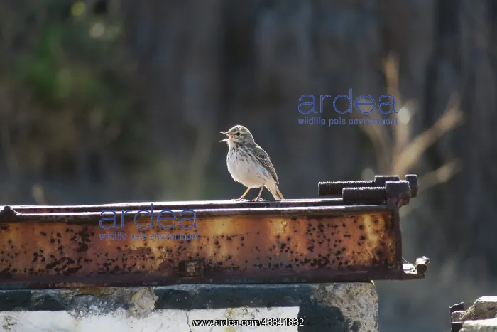 : 80187073 Berthelot's Pipit - deserted village on : 80187073 Berthelot's Pipit - deserted village on