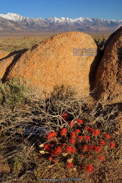  : 80187222 Alabama Hills - blooming desert paintbrush