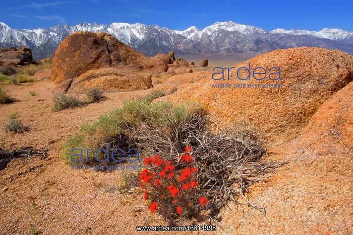 : 80187223 Alabama Hills - blooming desert paintbrush : 80187223 Alabama Hills - blooming desert paintbrush